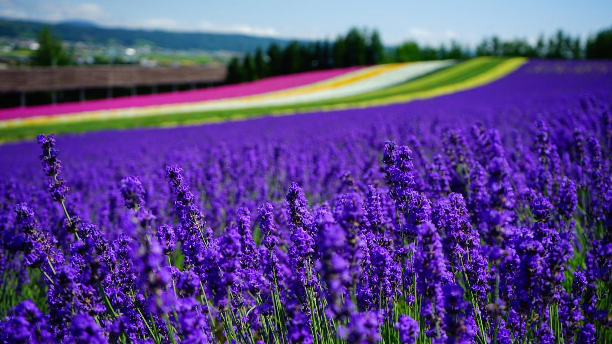 Furano Natulux Hotel Exterior foto